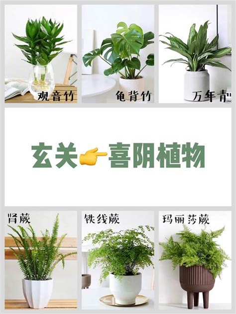 小天使植物風水|“小天使如何養？室內栽培指南：窗邊放置、適溫管理和澆水技巧”